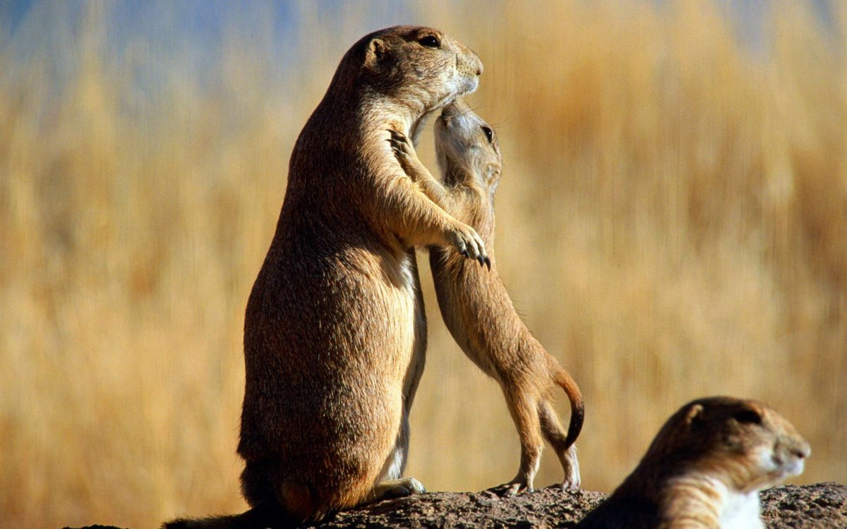 Сэм Рокуэлл луговые собачки