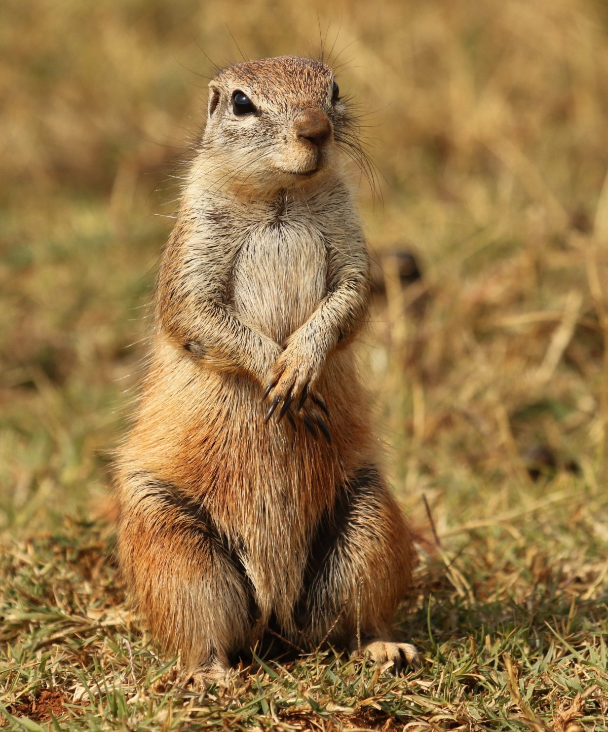 Полевые зверьки