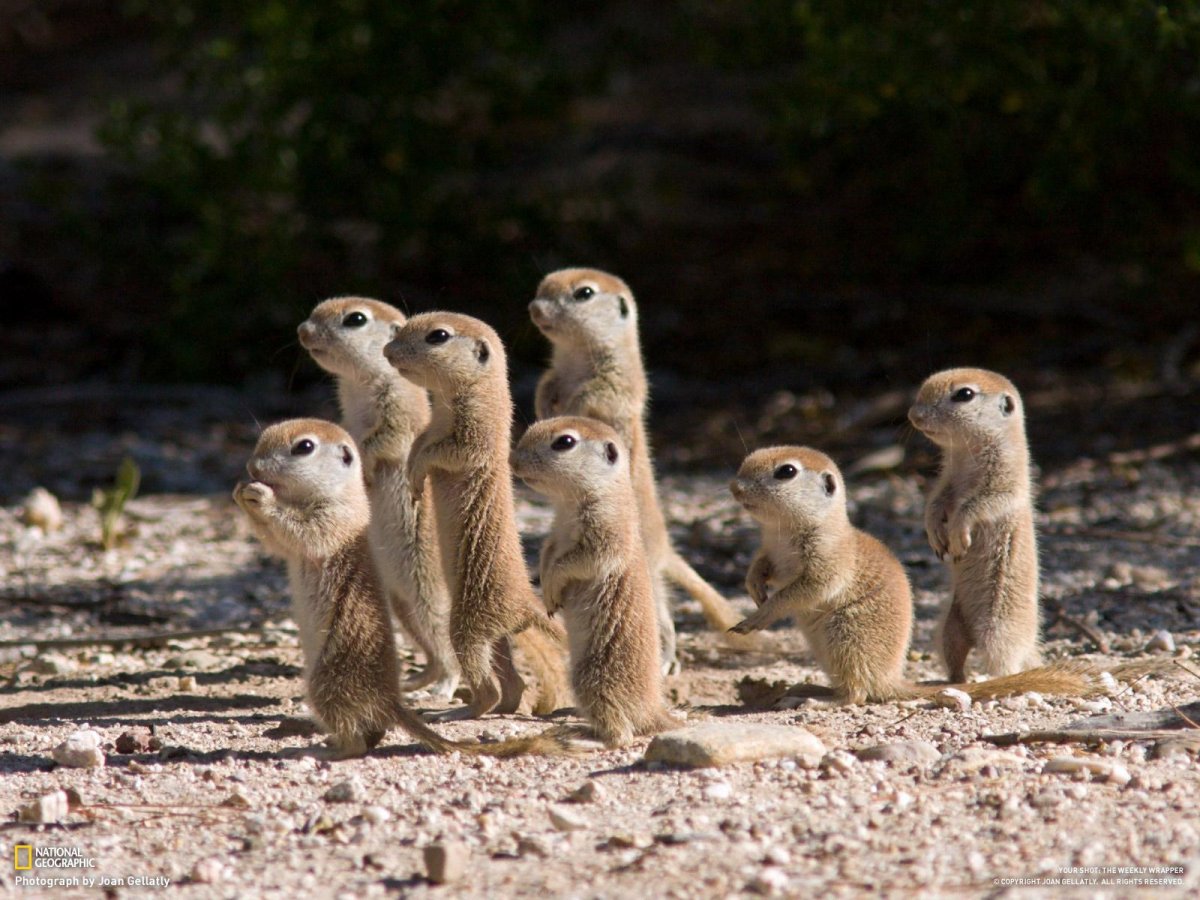 Длиннохвостый суслик Эверсмана