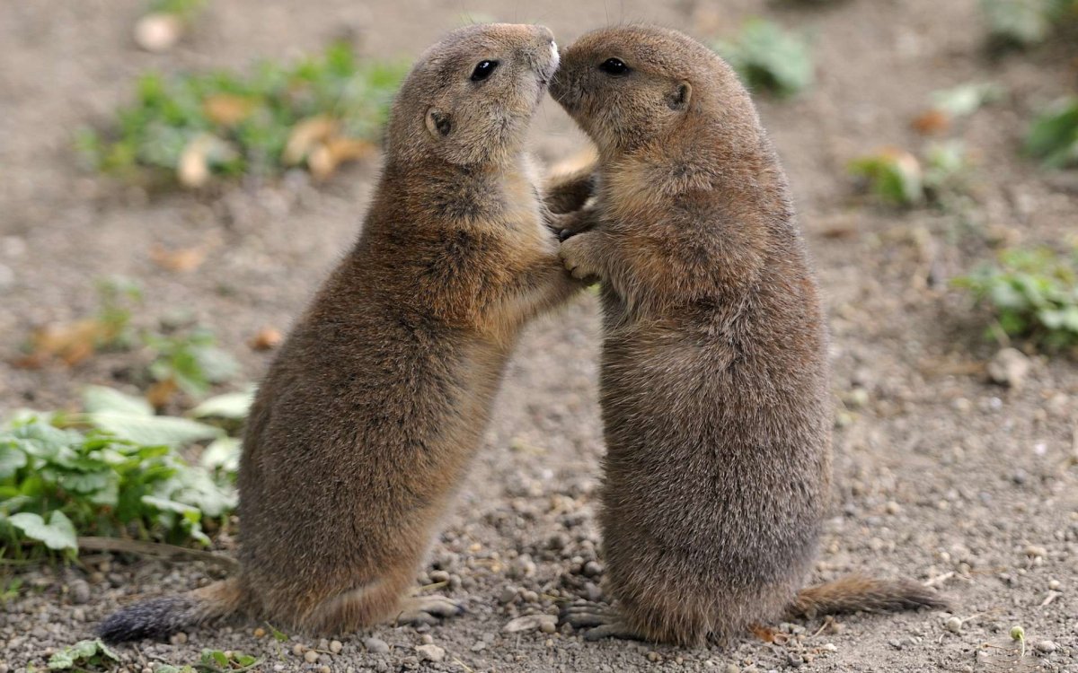 Суслик Самарской области