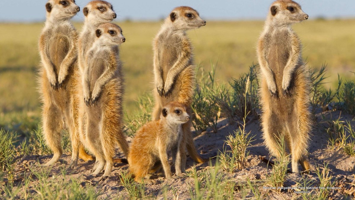 Суслик с зубами фото