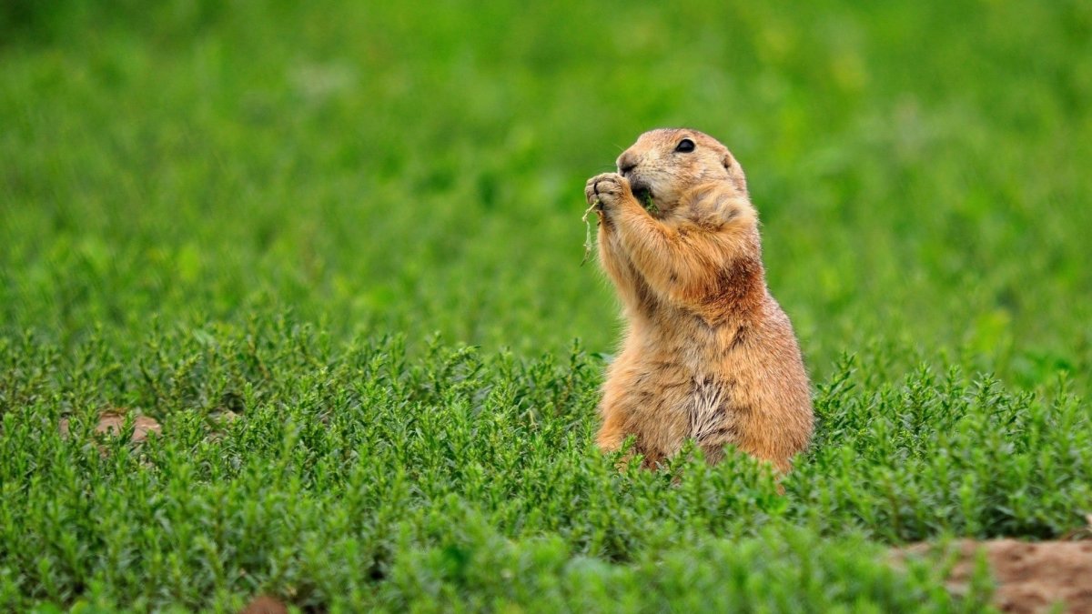 Луговая собачка Гуннисона