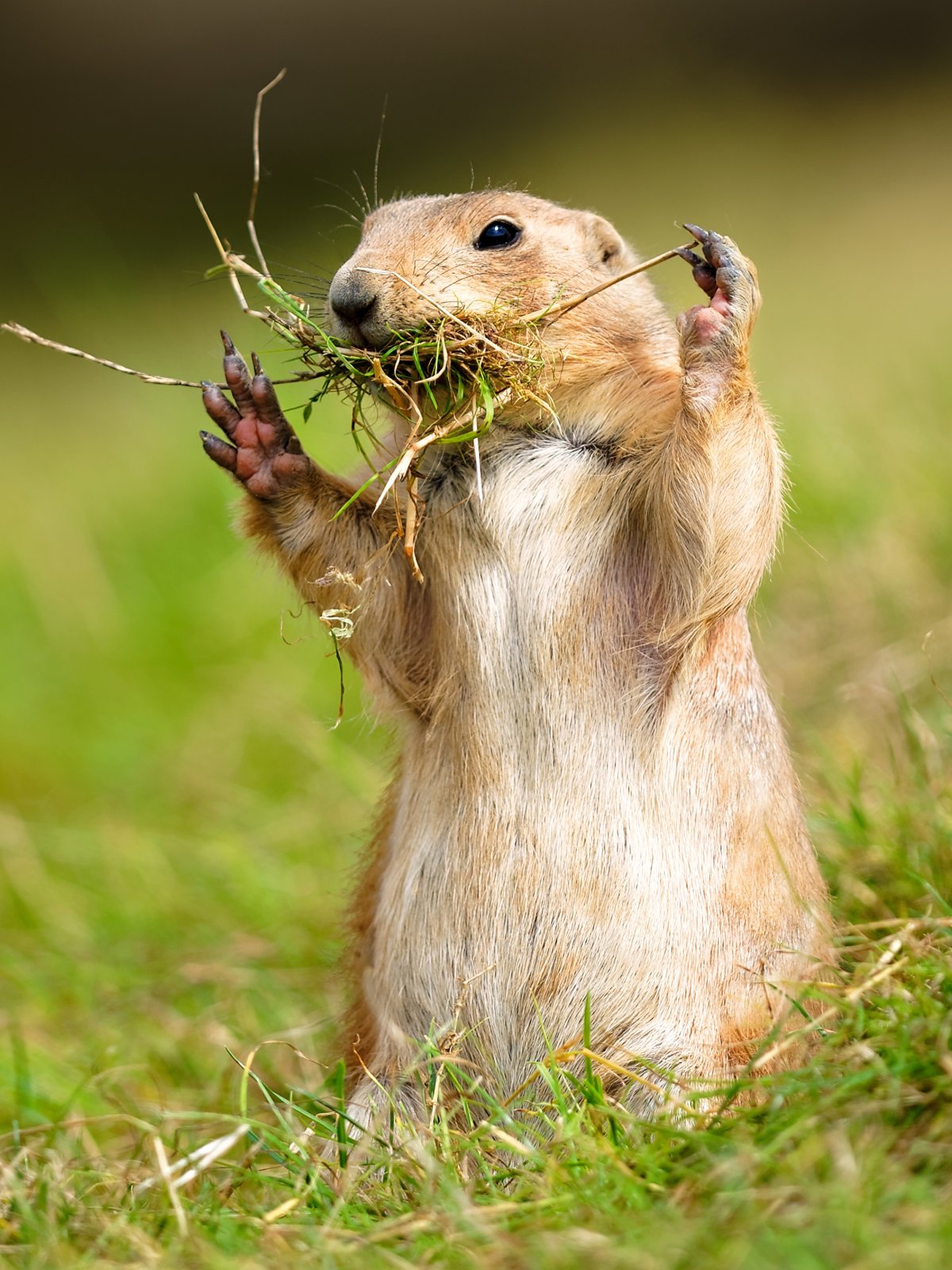 Суслик на дороге