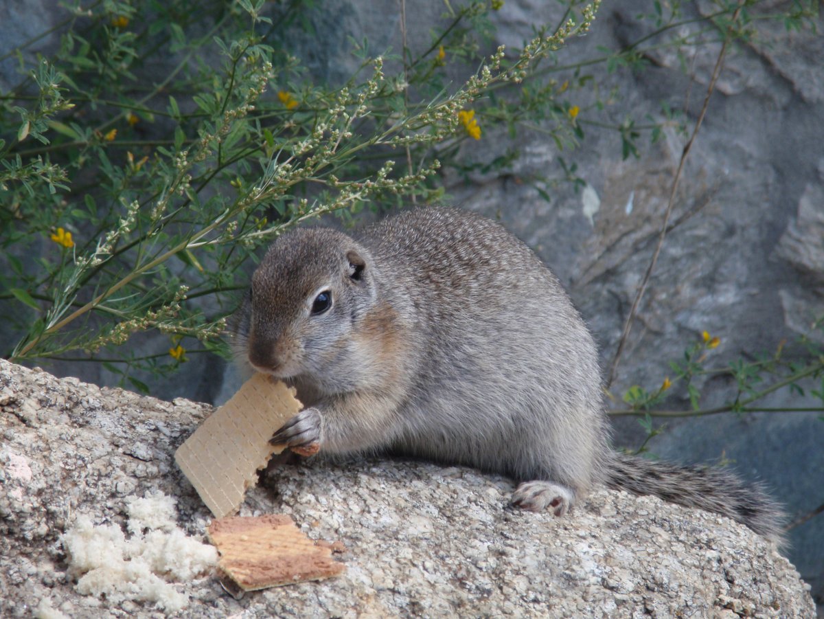 Луговые собачки и суслики