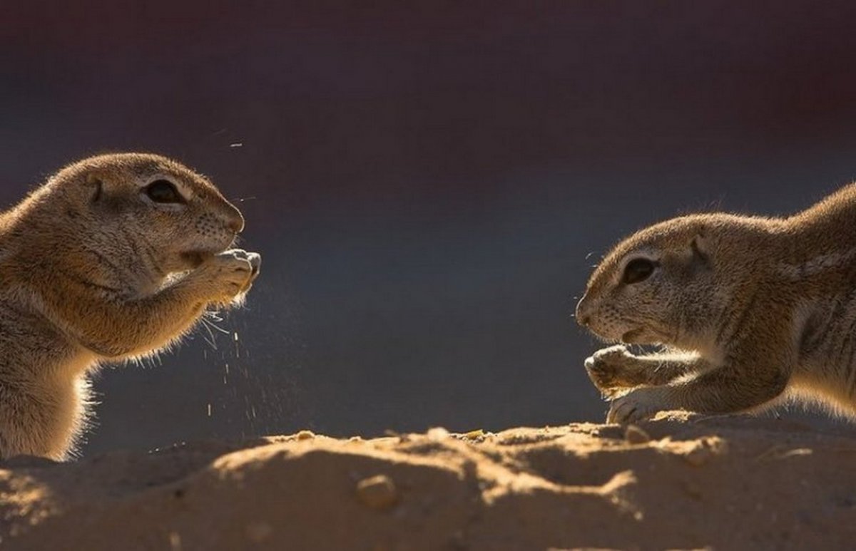 Луговые собачки Северной Америки