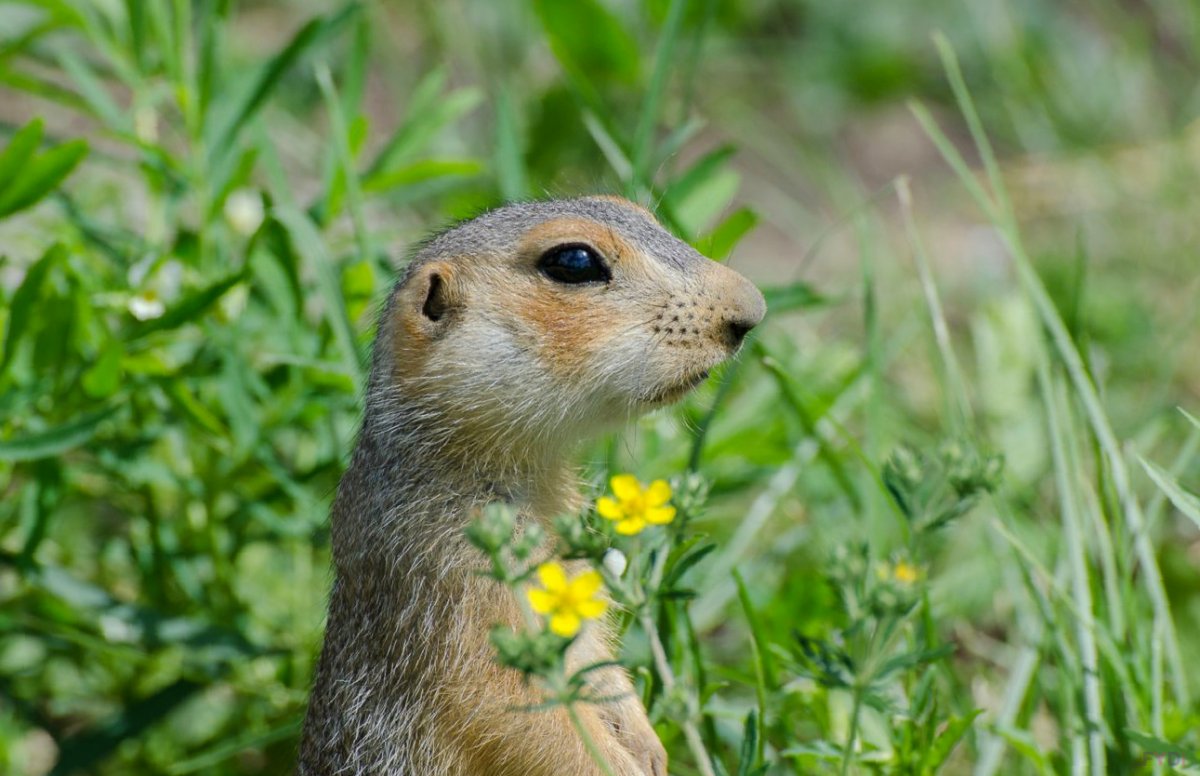 Семья Сурков