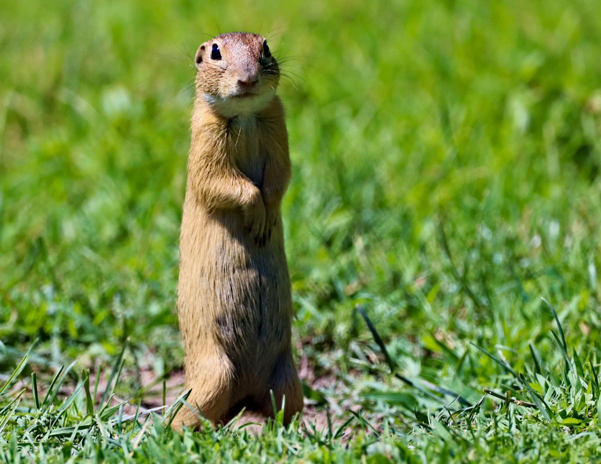 Крапчатый суслик детеныш