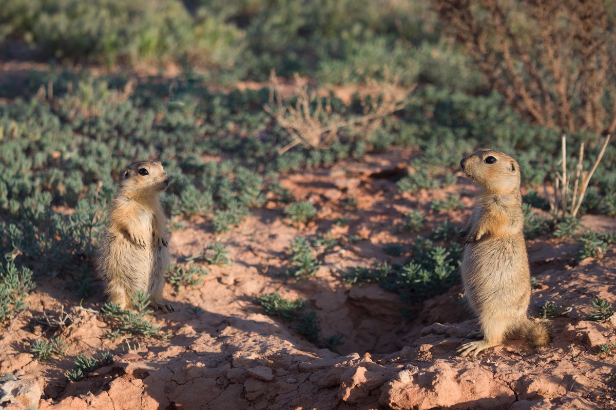 Прикольные Грызуны