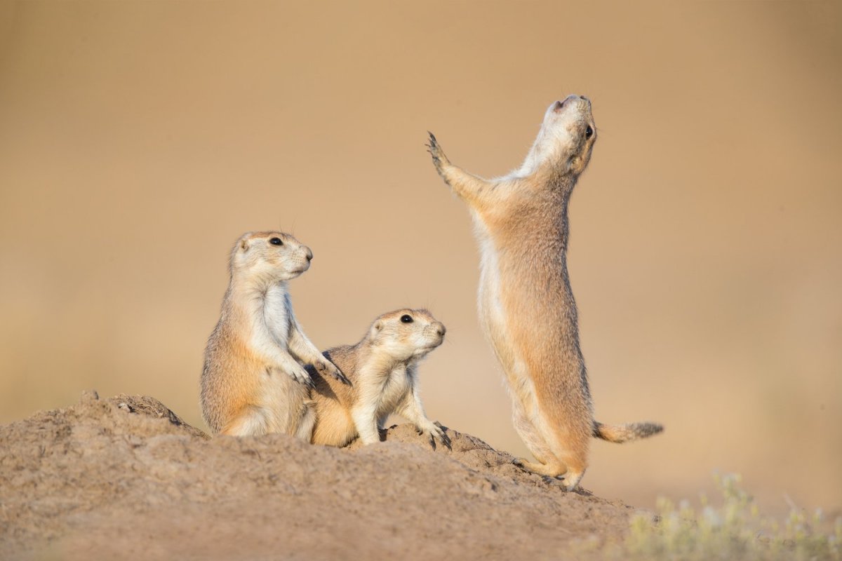 Милые зверюшки Юлии Деревщиковой сухое
