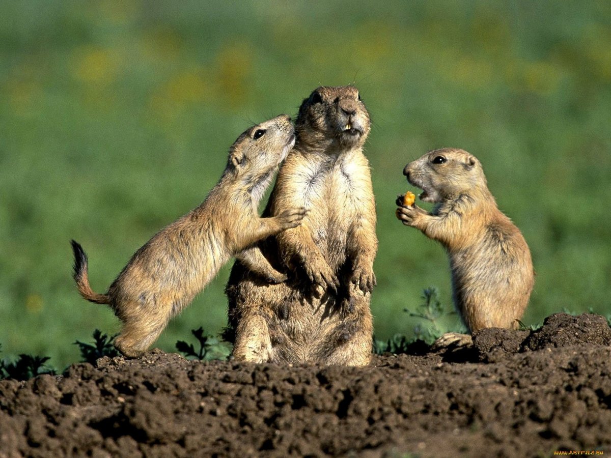 Мексиканская Луговая собачка