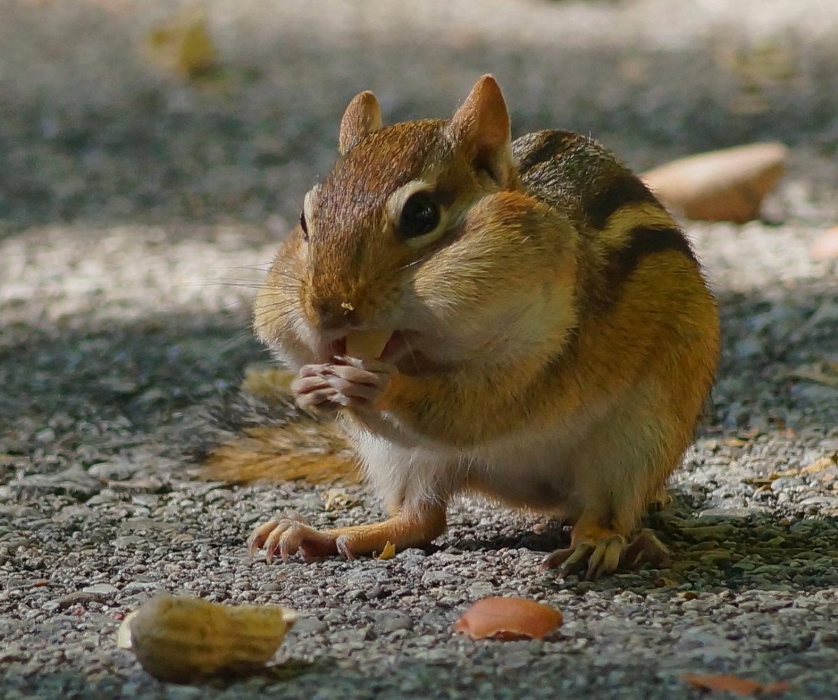 Бурундук с набитыми щеками