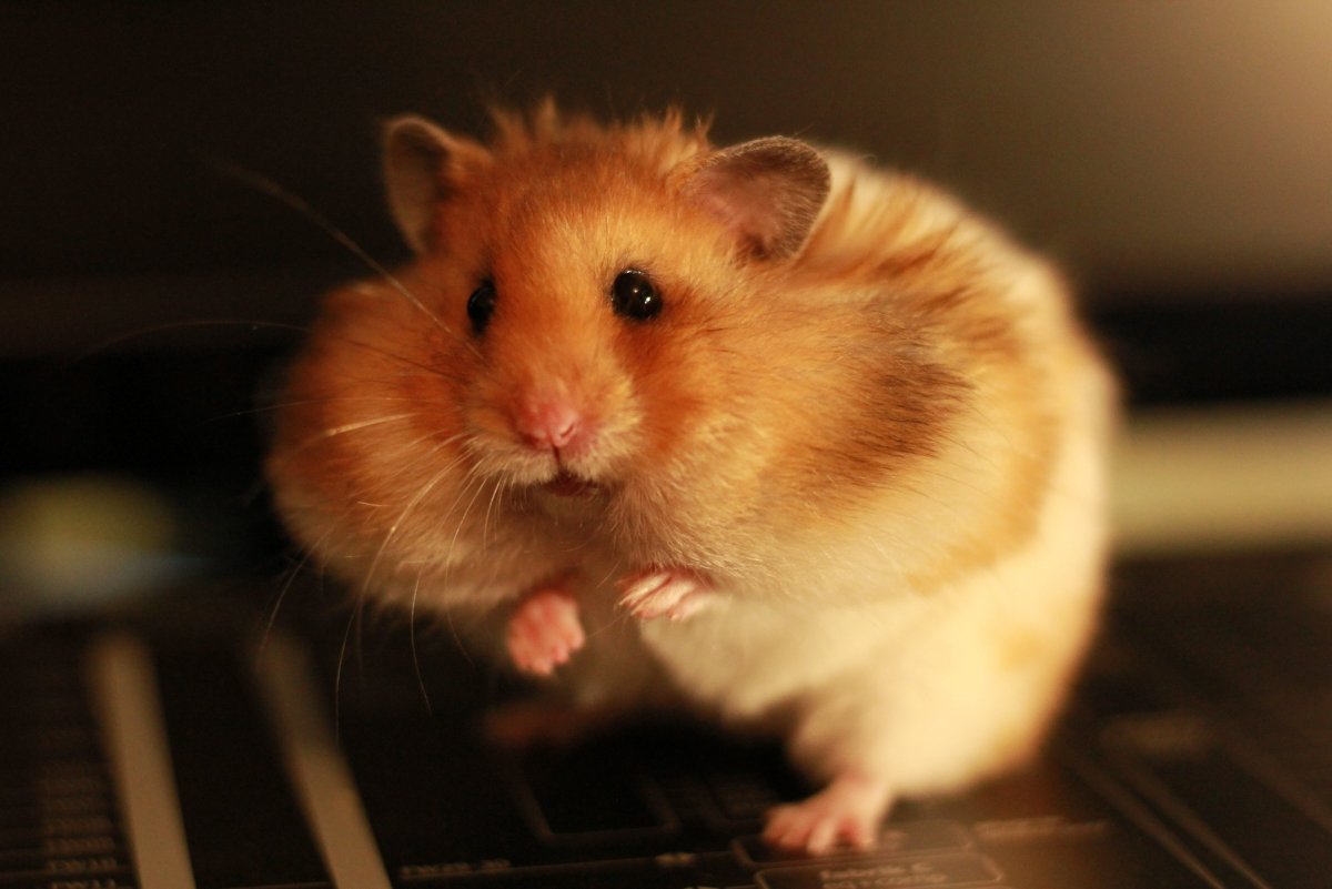 Сирийский хомяк Хома