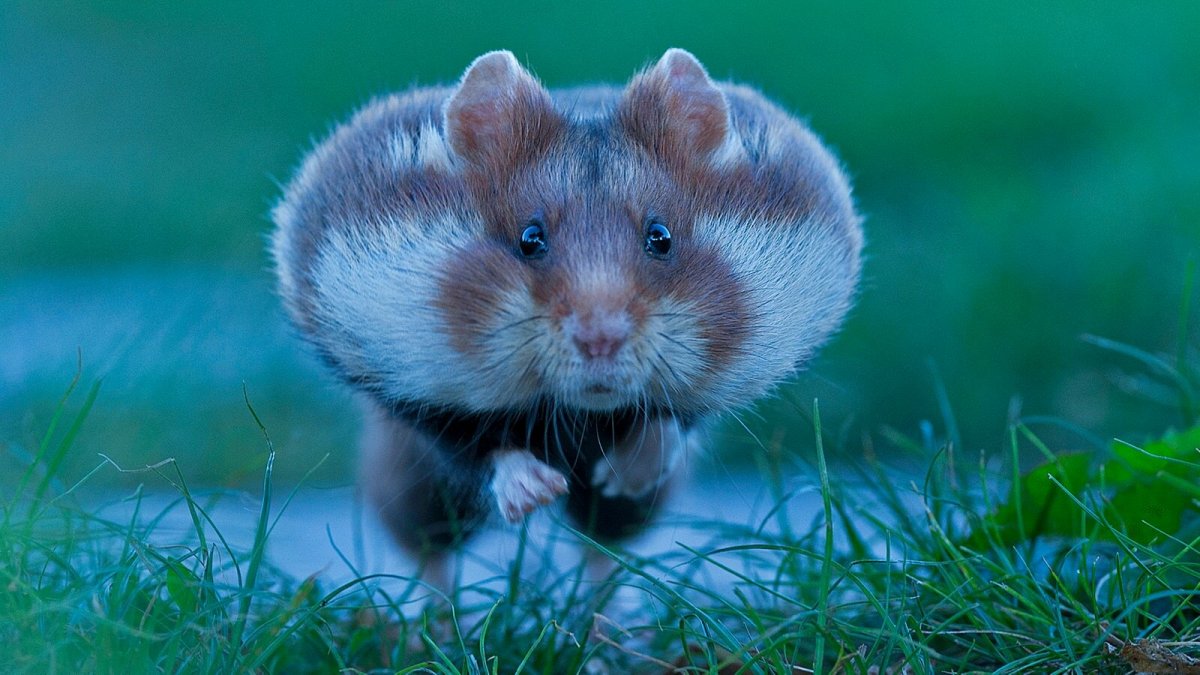 Хомяк с огромными щеками