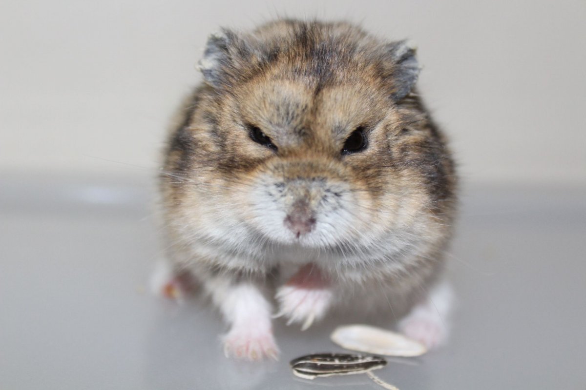 Хомячок злится