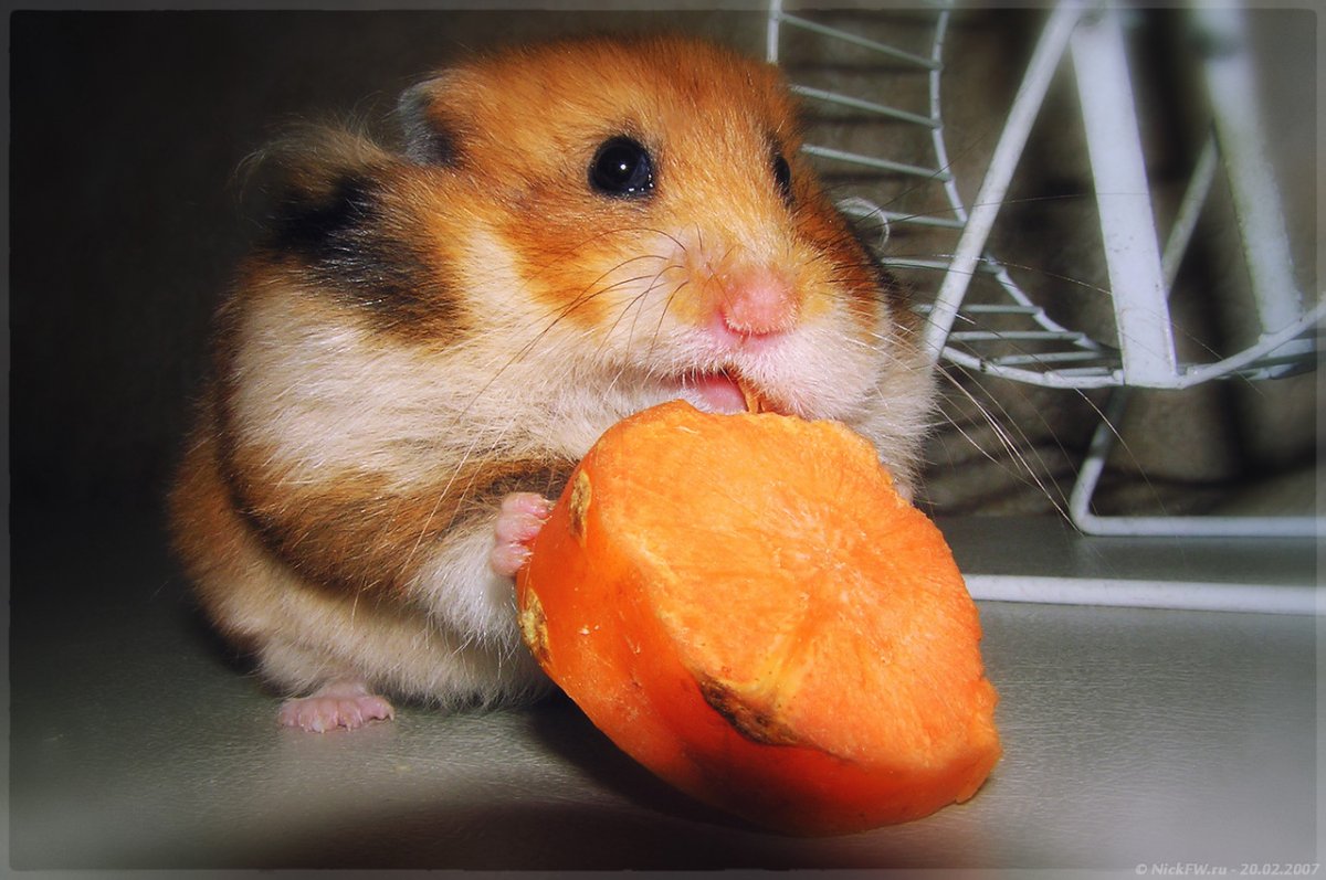 Джунгарик мандарин