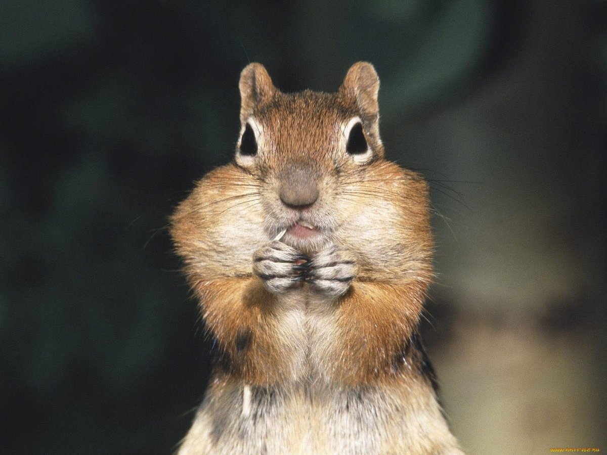 Белка с набитыми щеками