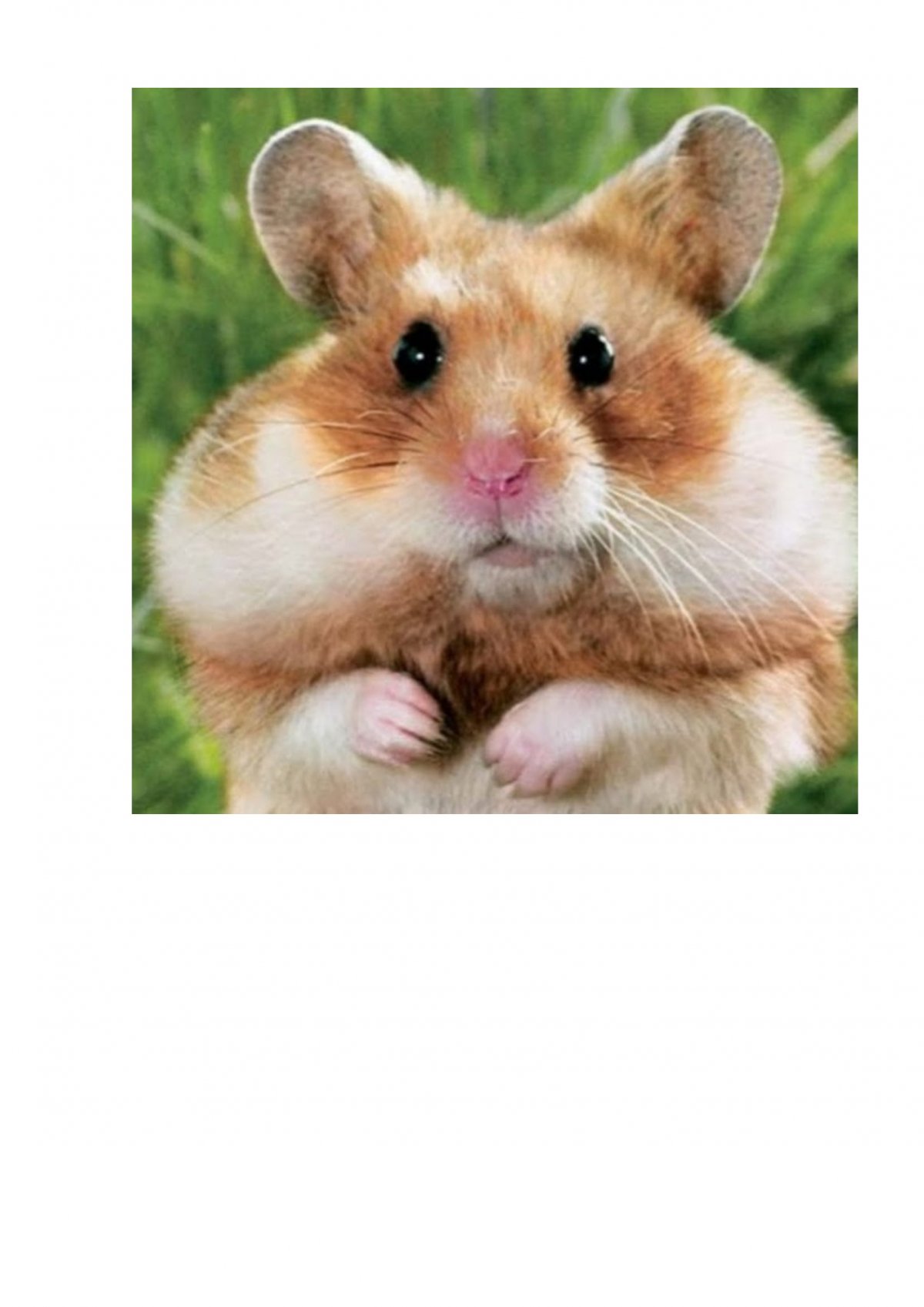 Хомячок с надутыми щеками