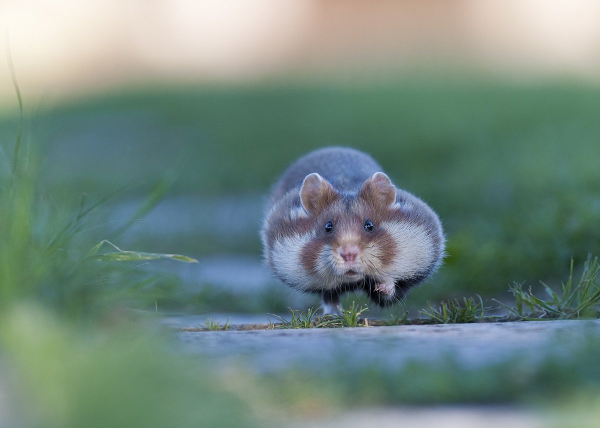 Хомячки в природе