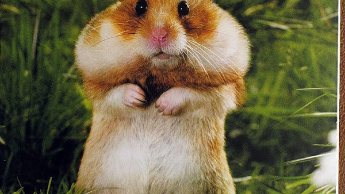 Толстый хомяк