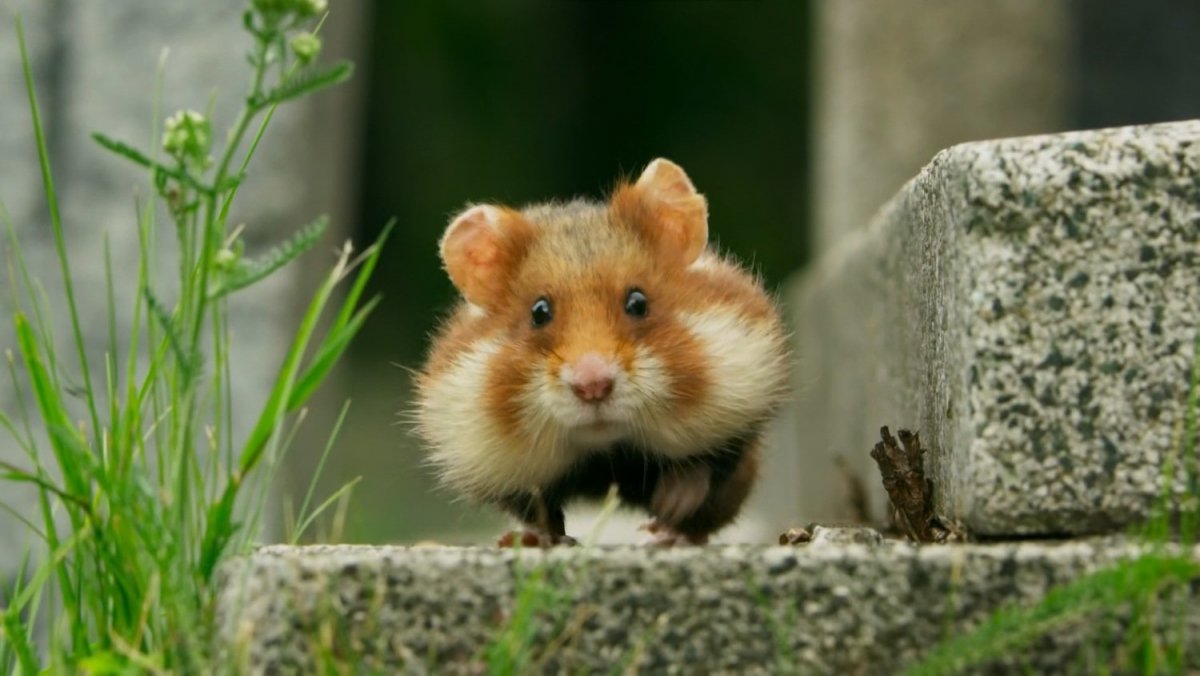 Хомяк бежит