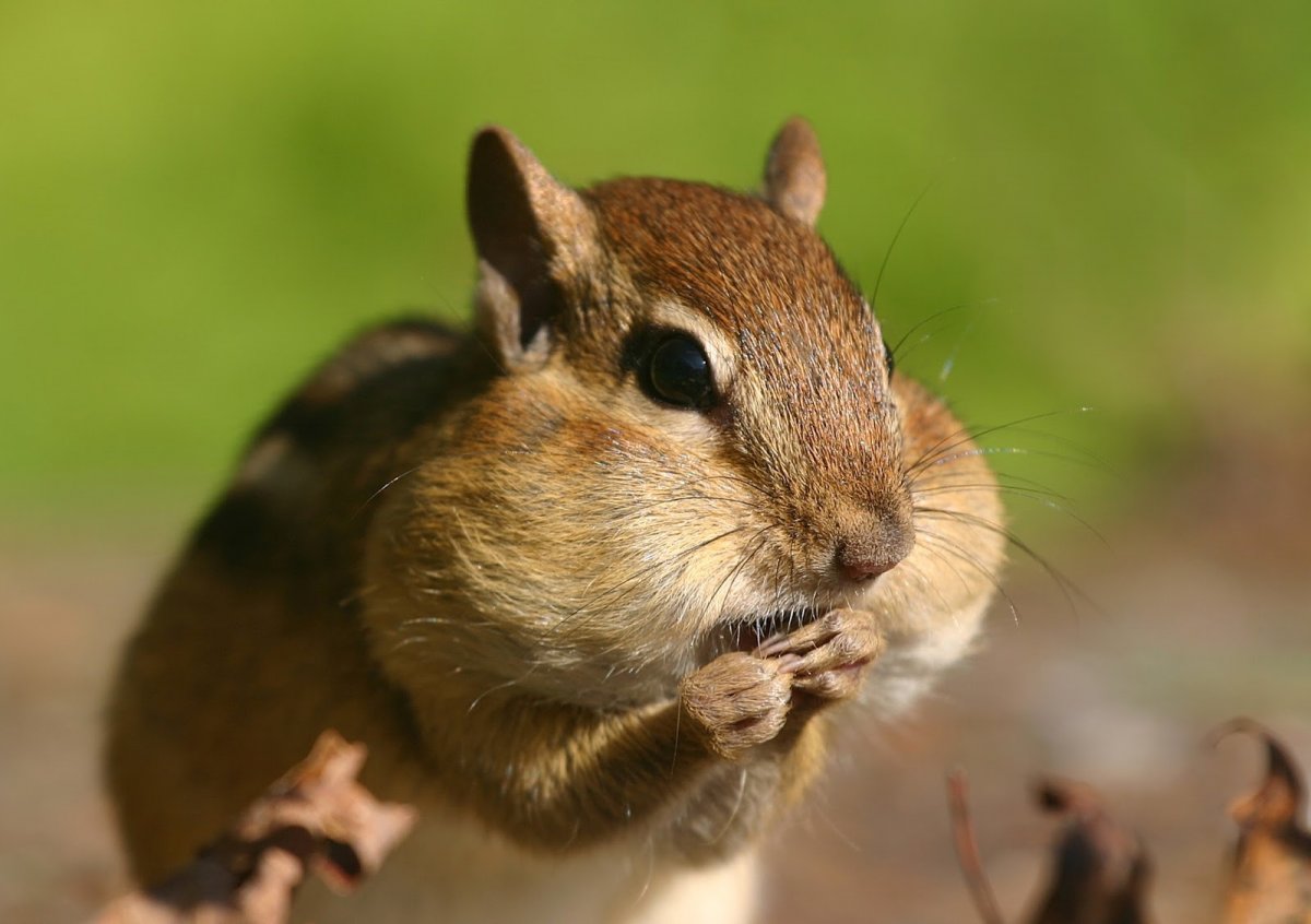 Бурундук в тайге