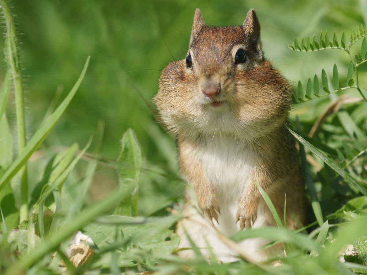 Грызуны бурундук