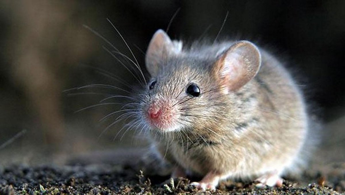 Мышка полевка серая