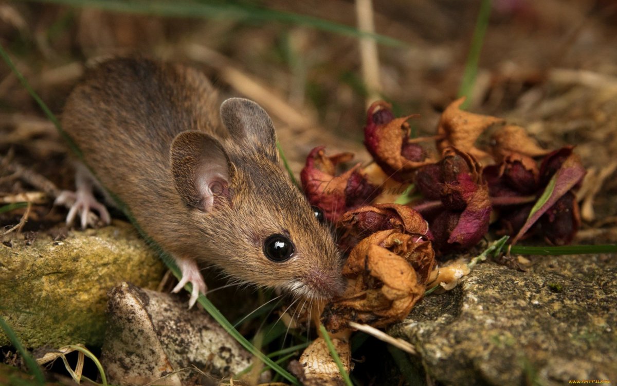 Плоскочерепная полевка