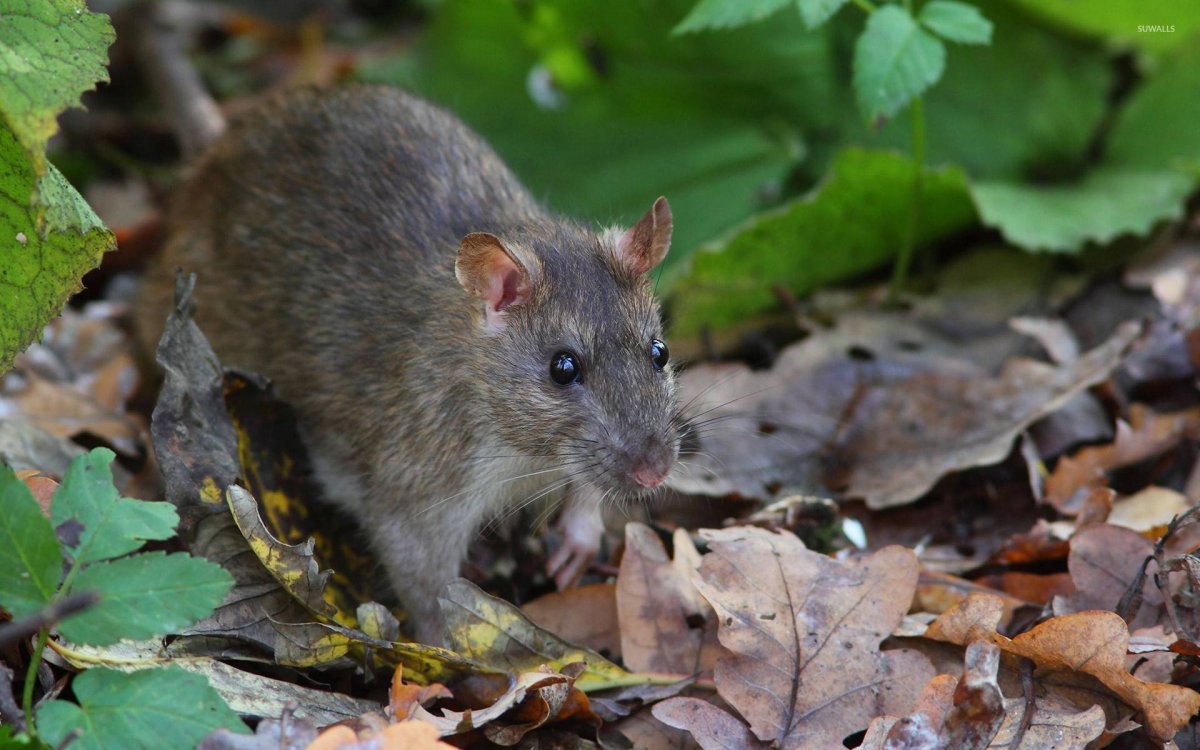 Короткоухая Песчанка