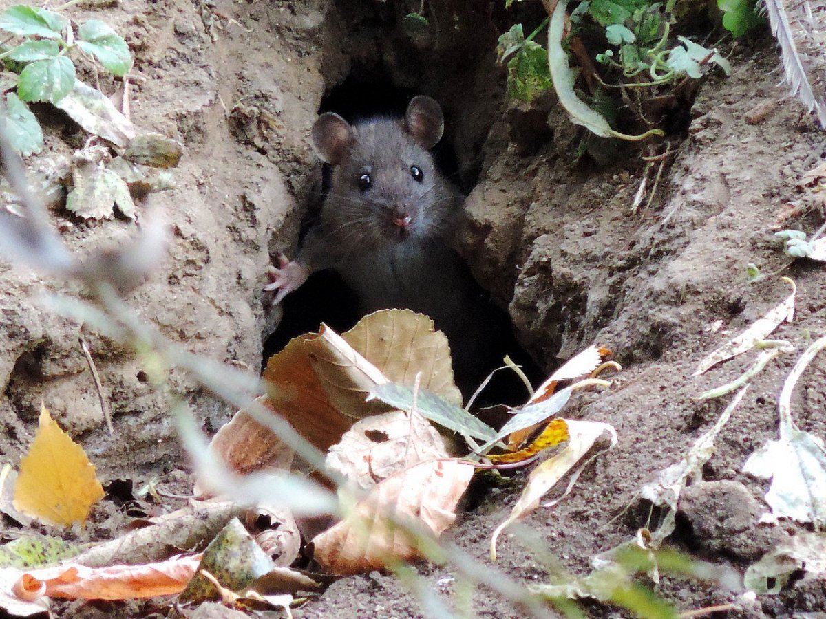 Мышь на лугу