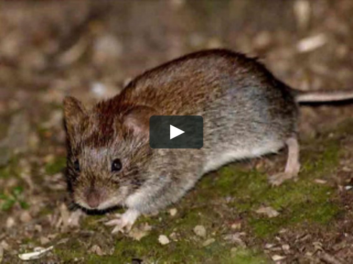 Мышь полевка