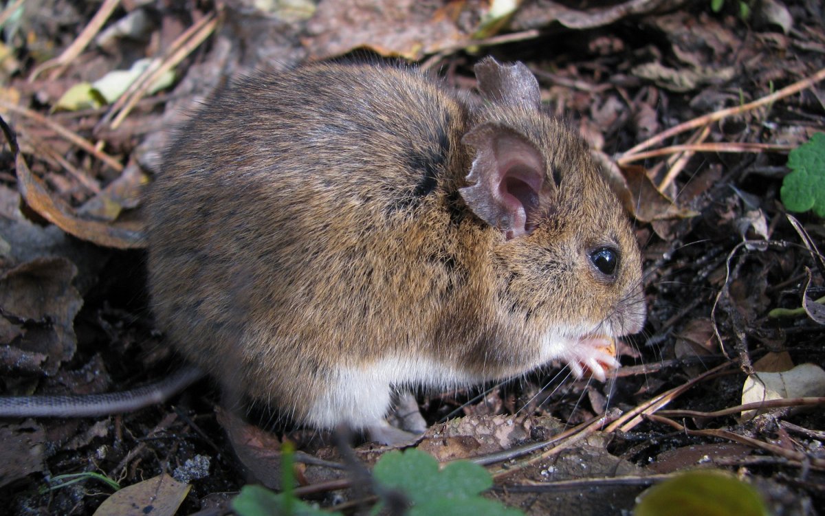 Крыса Песчанка