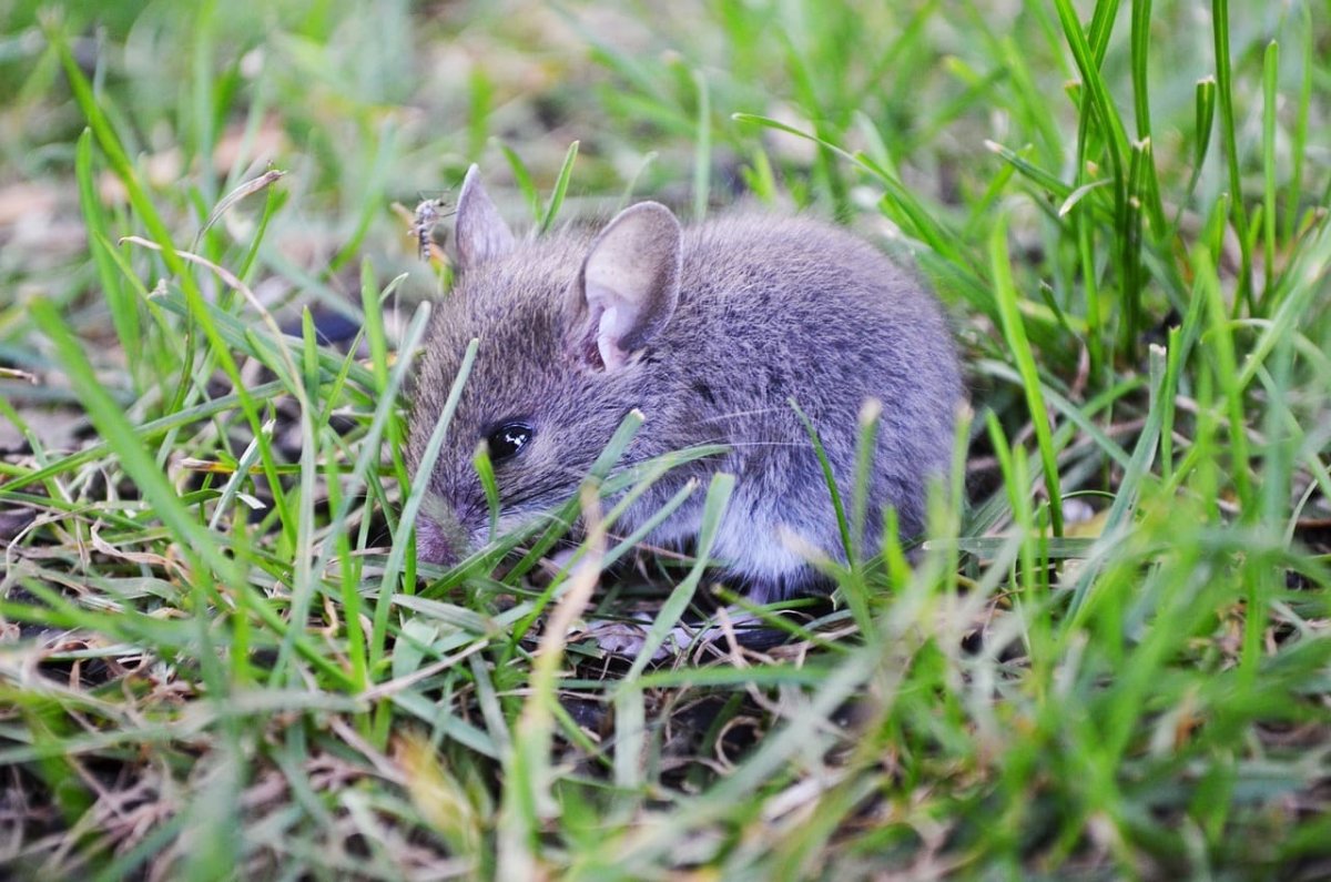Красноспинная древесная крыса