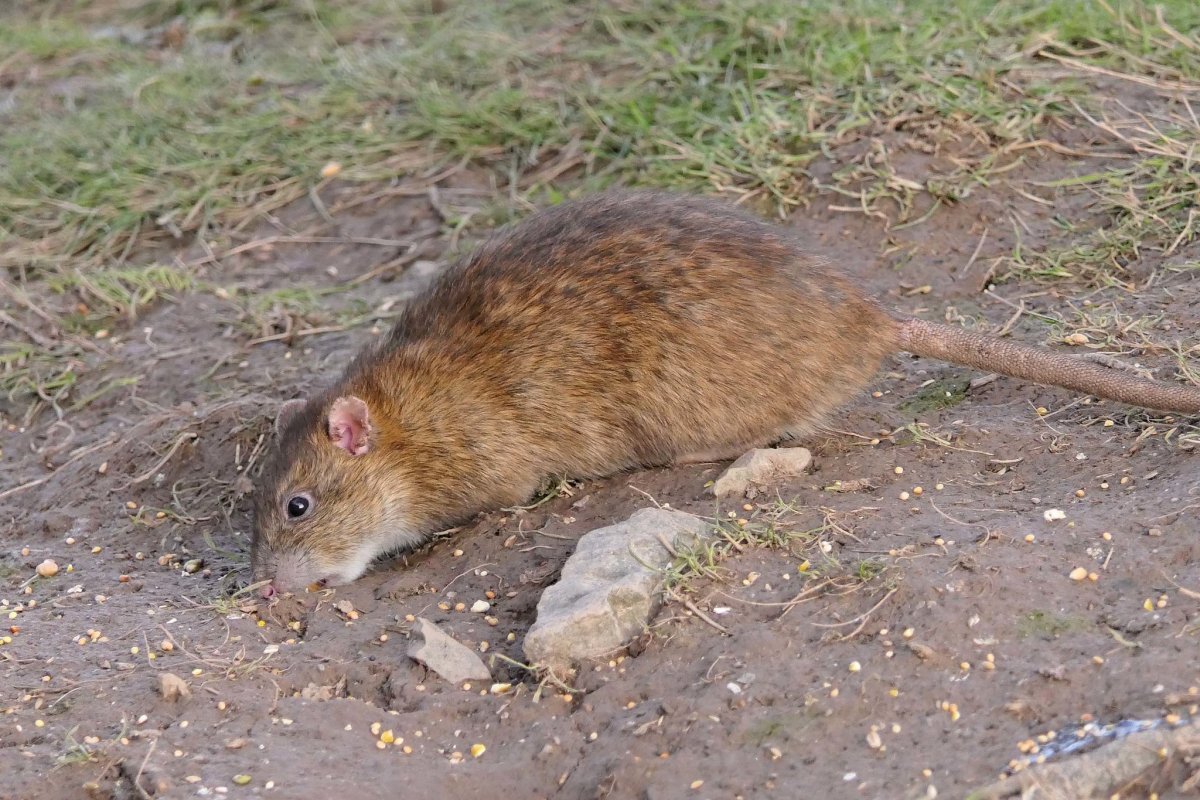Серая крыса (Пасюк) - Rattus norvegicus.