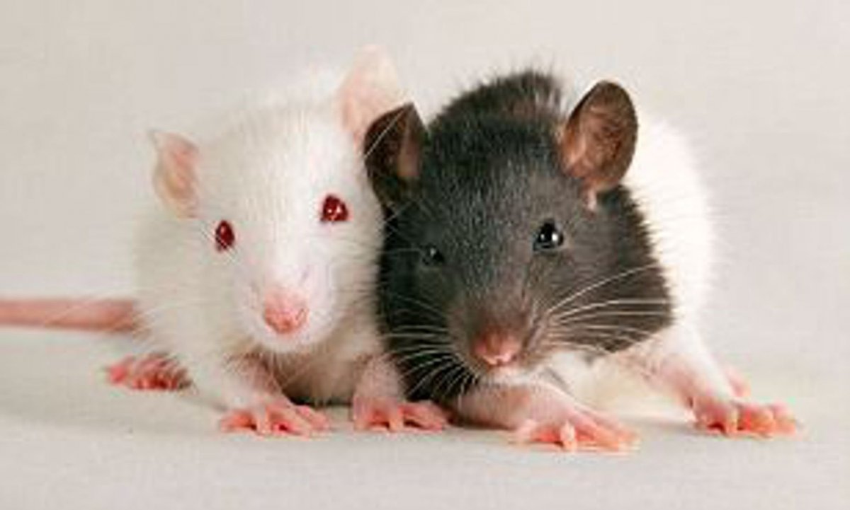 Крыски подружки