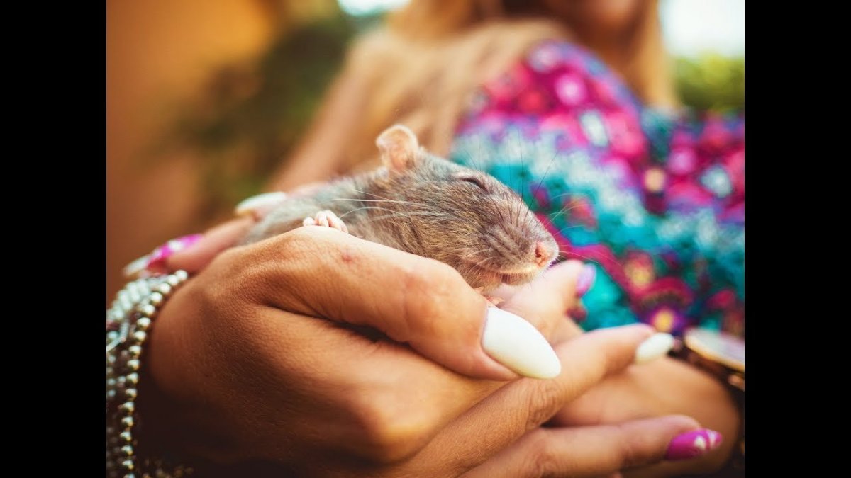 Милые домашние крыски