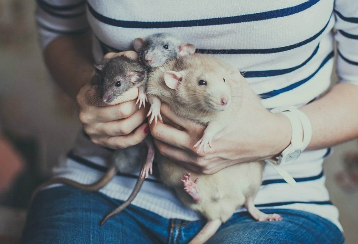 Семья крысок