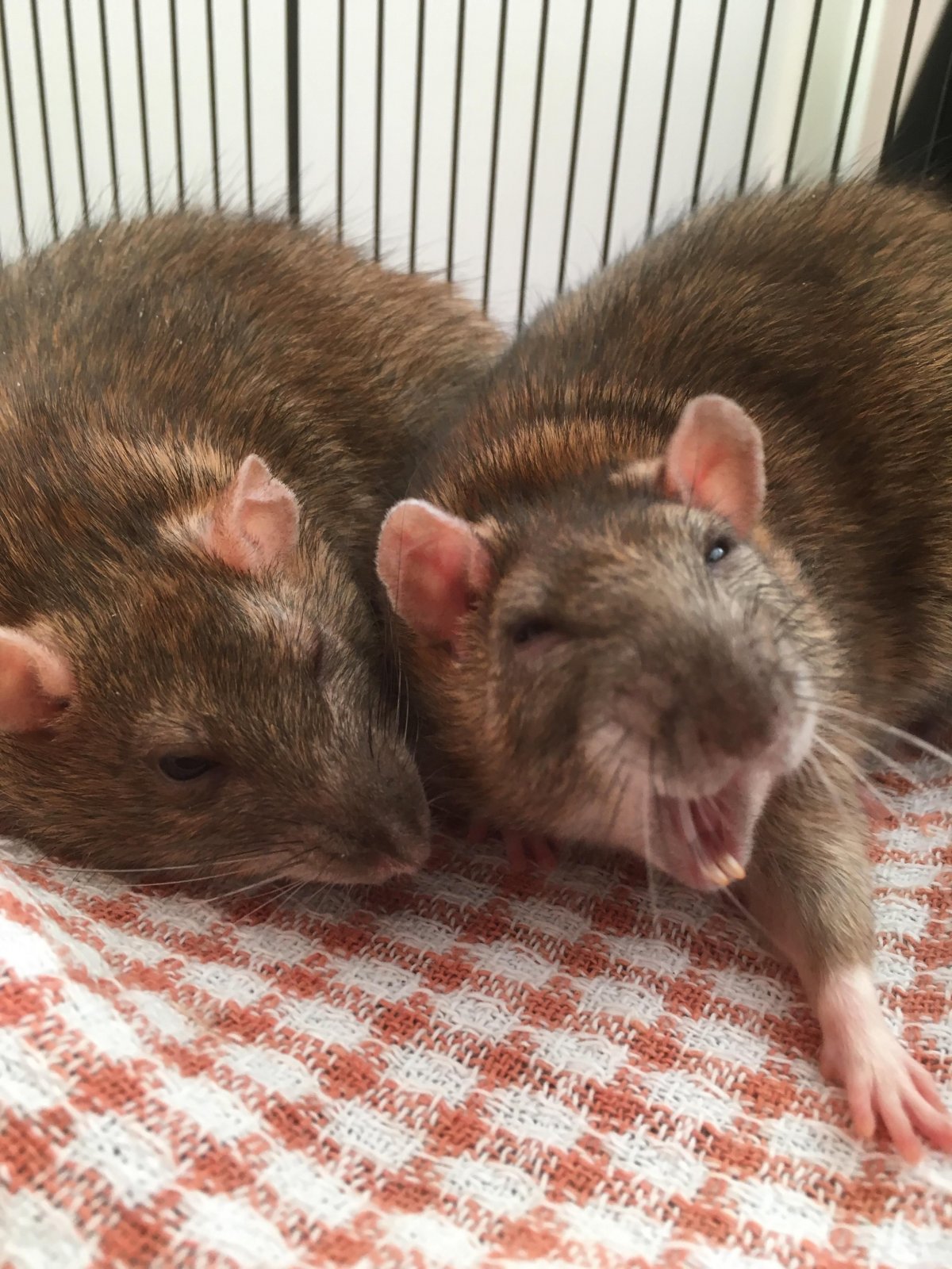 Парные крысы