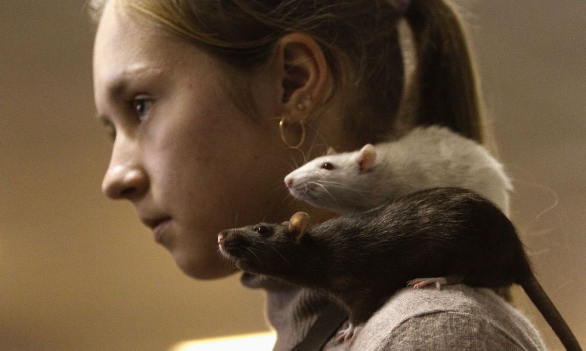 Грызуны и человек