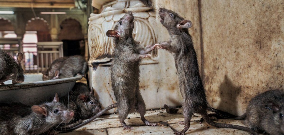 Полевая крыса