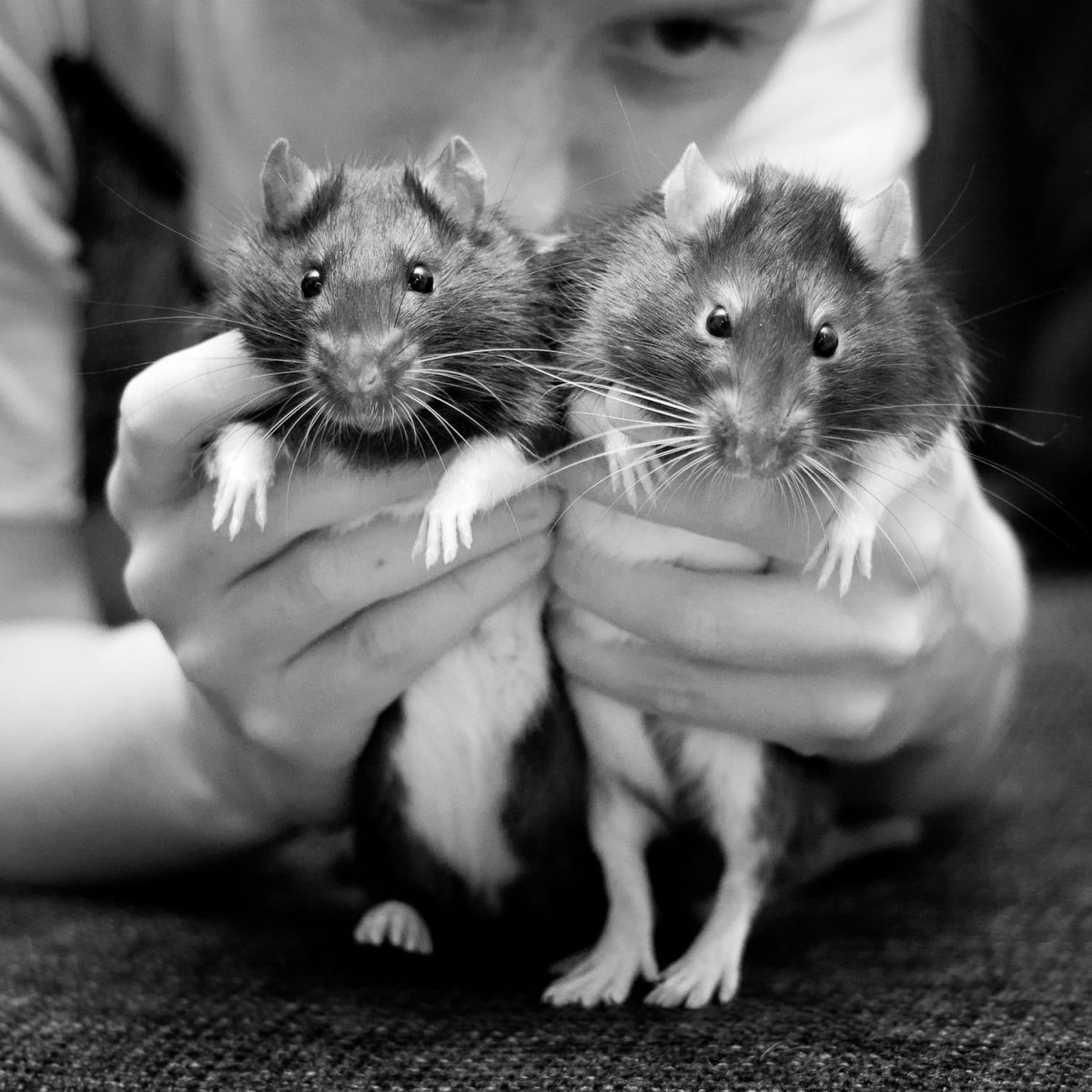 Семья крысок