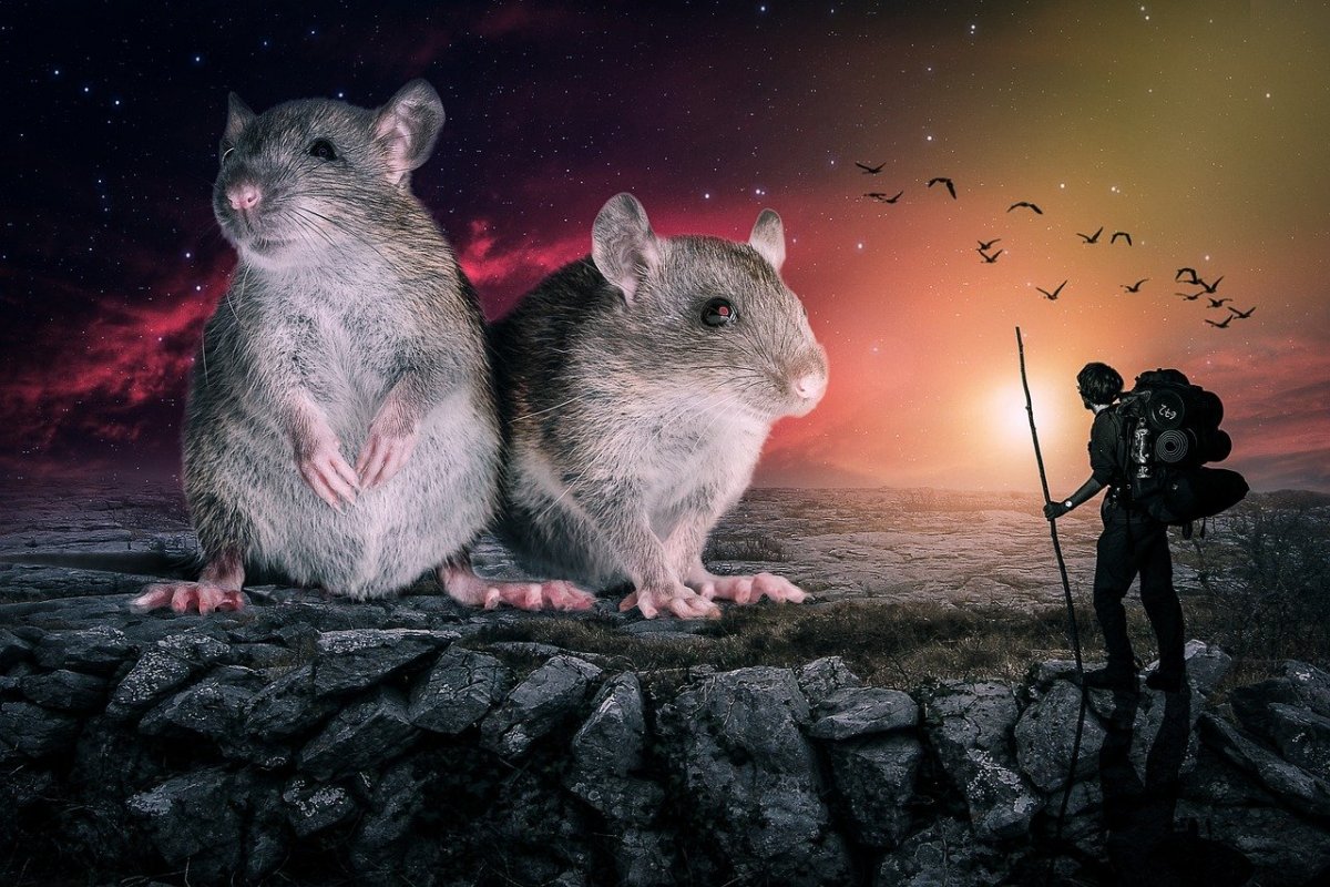 Обои с крысами