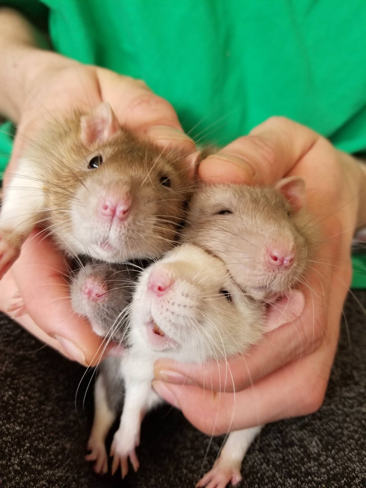 Крысята лонгхеера