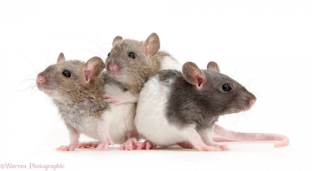 Хомяк альбинос