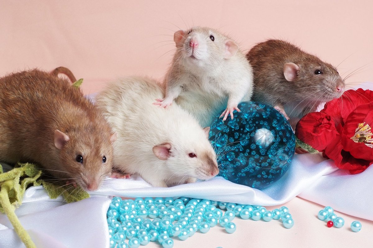 Мышка домашняя белая