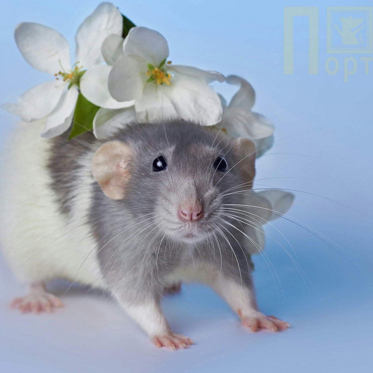 Красивая белая мышь