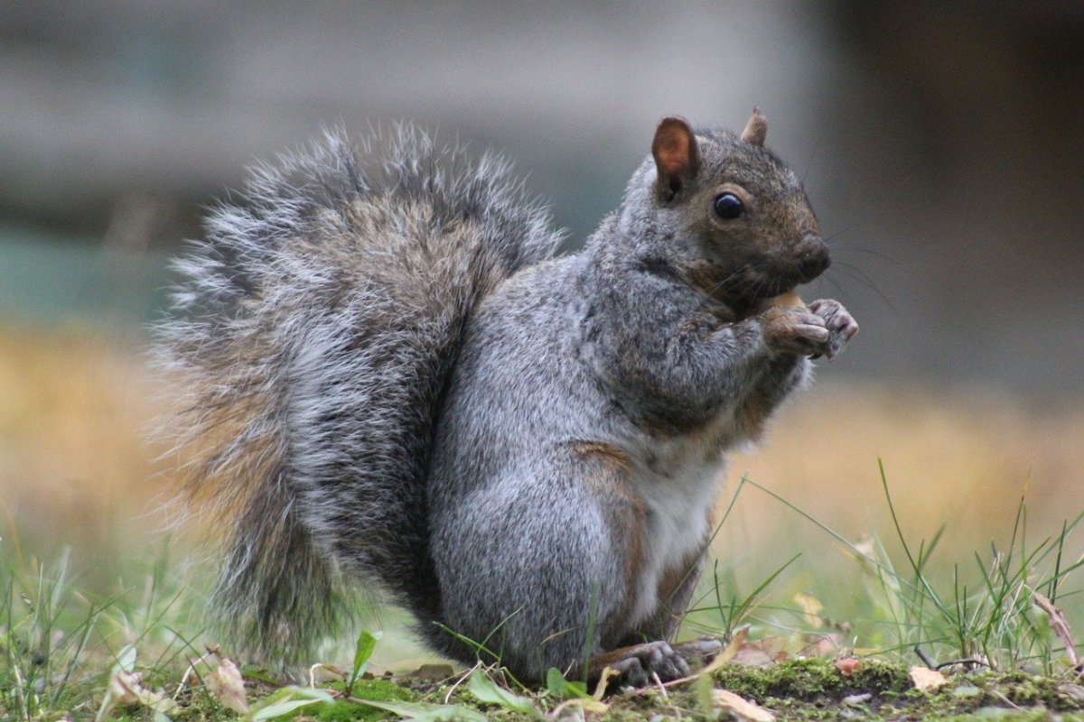 Канадская белка