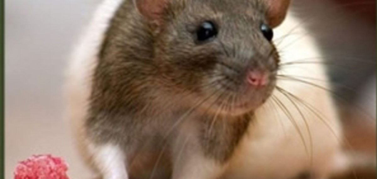 Декоративная крыса с крысятами