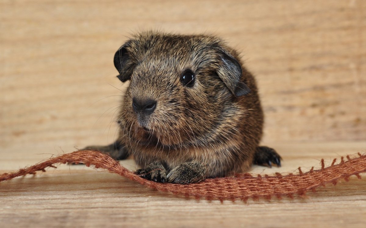 Свинка дегу