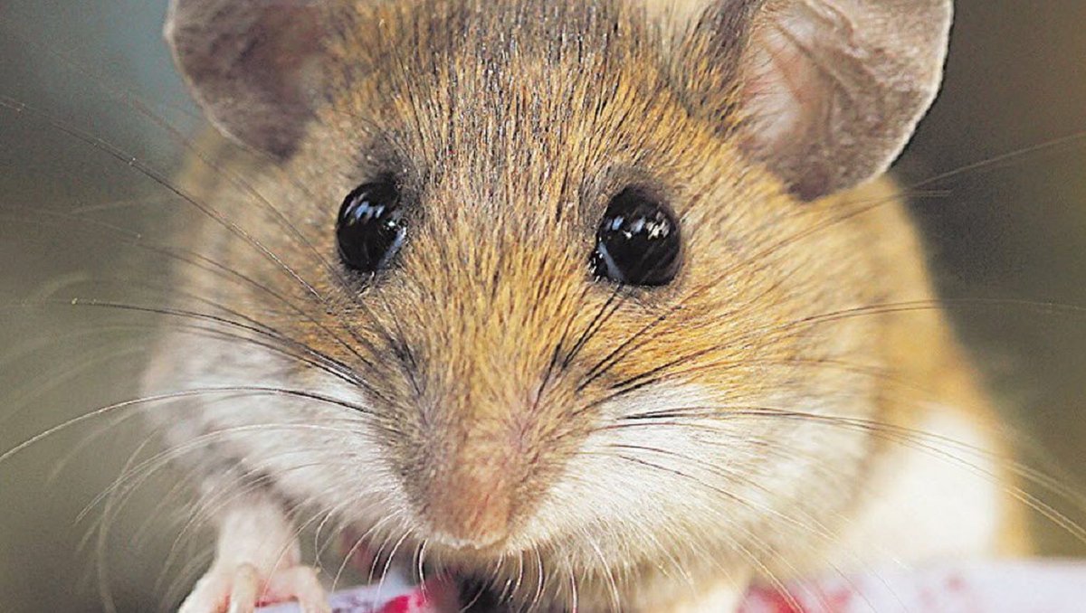 Мышка животное